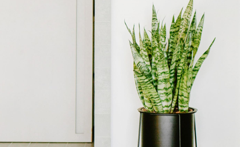 plantas que purificam o ar do quarto