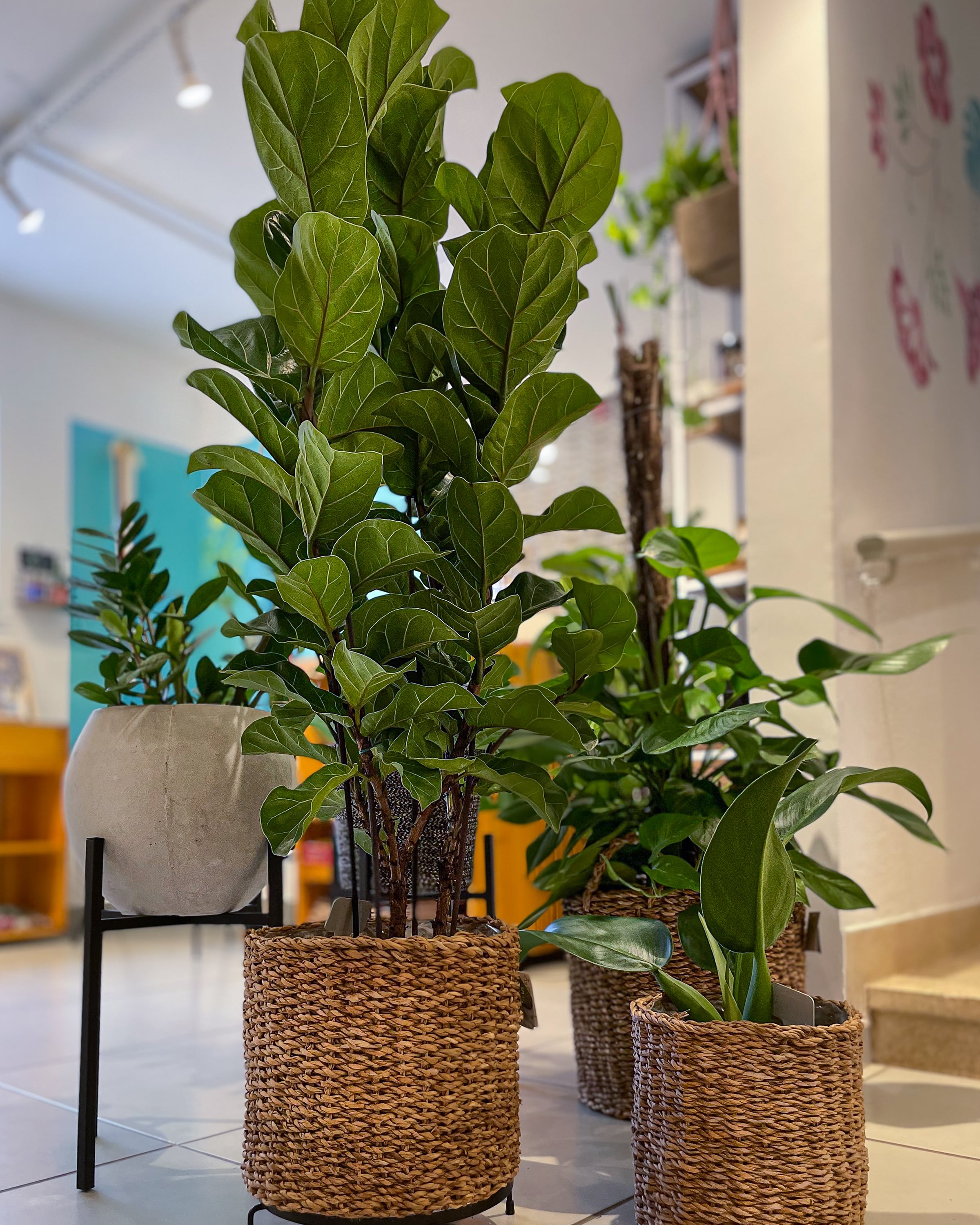 plantas para quarto feng shui