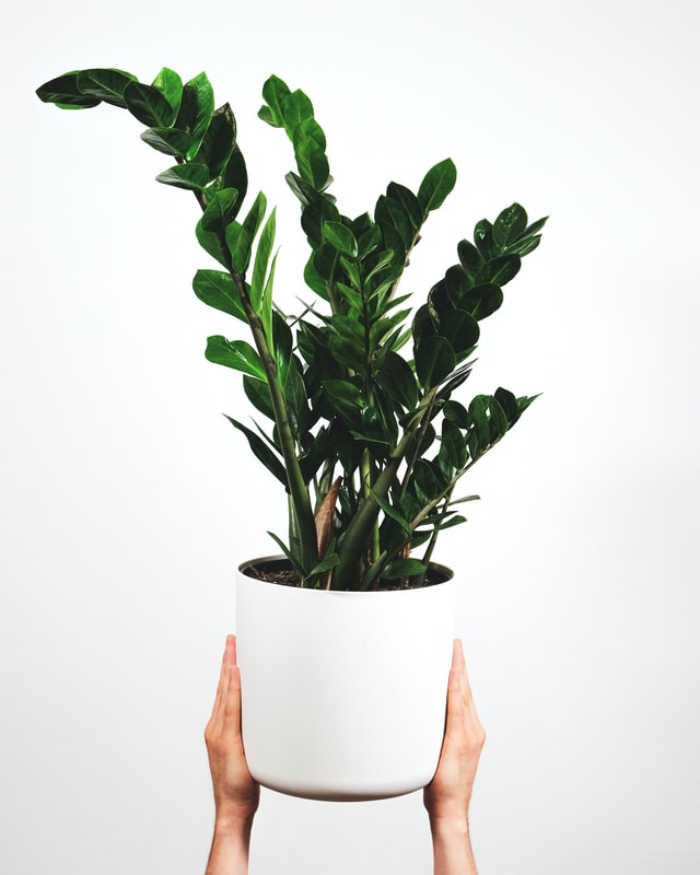 plantas que melhoram o sono