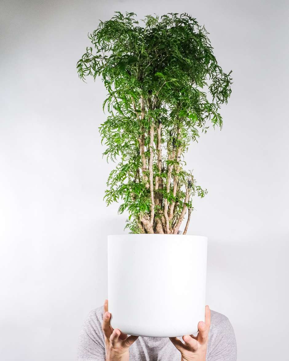 plantas para atrair boas energias quarto
