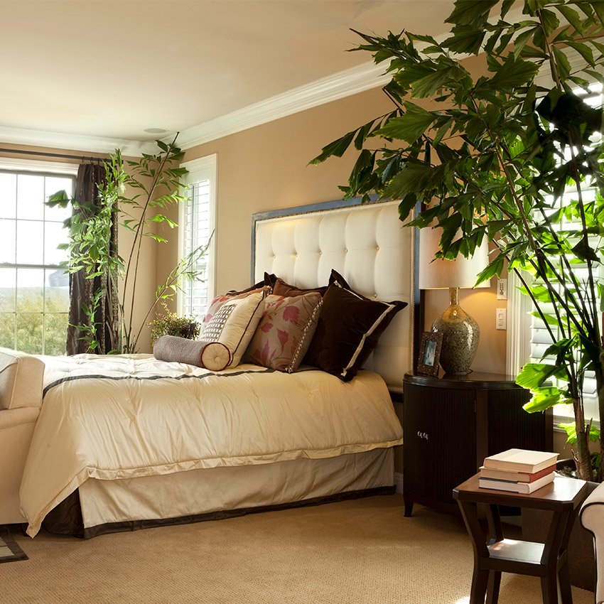 plantas para quarto com pouca luz