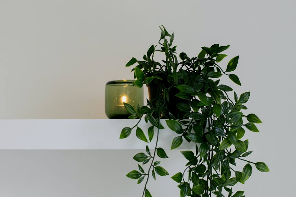benefícios das plantas no quarto