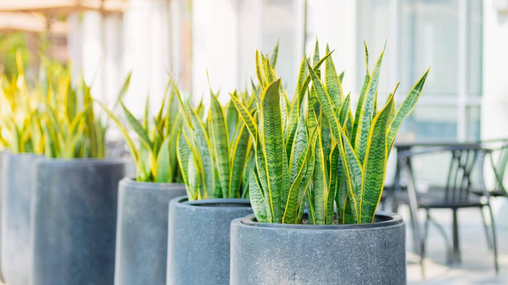 como usar plantas para melhorar o sono