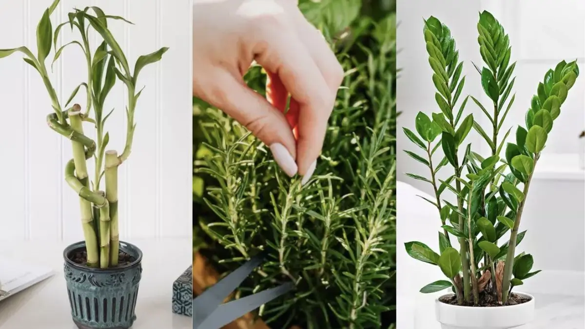 plantas que purificam o ar do quarto