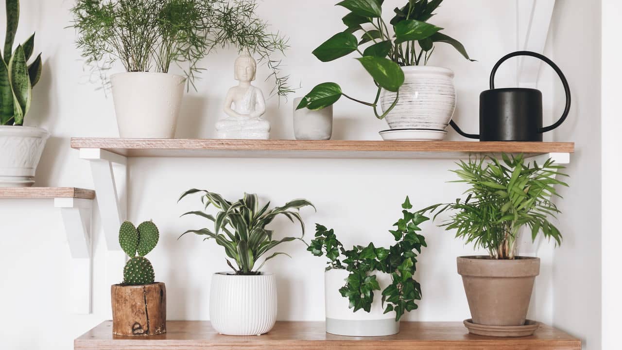 plantas para quarto feng shui