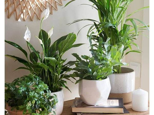 benefícios das plantas no quarto
