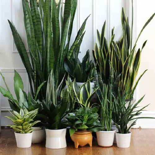 plantas que produzem oxigênio à noite