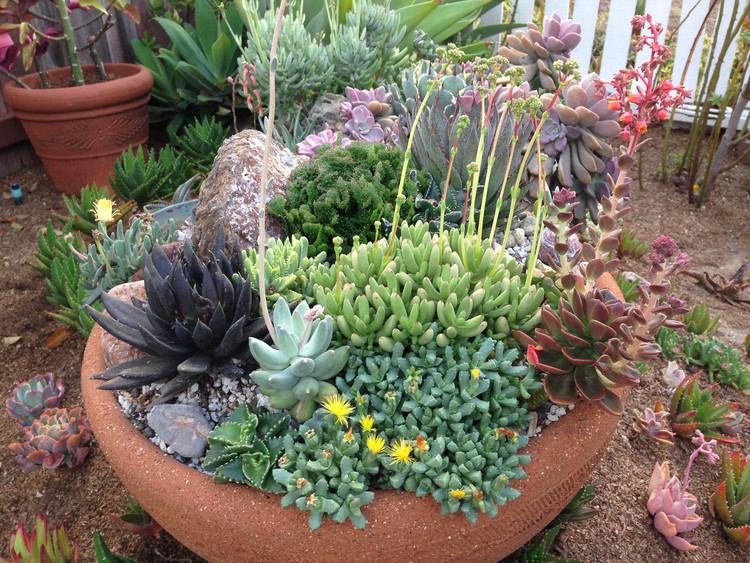 plantas para vasos grandes que não precisam de sol