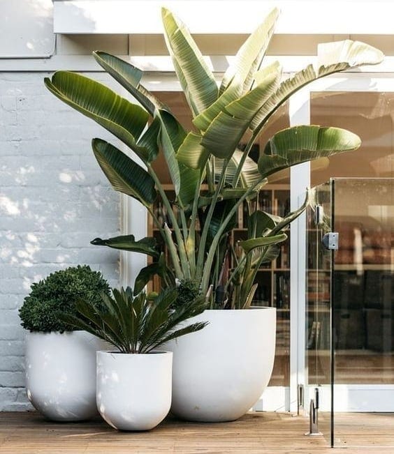 plantas para vasos grandes