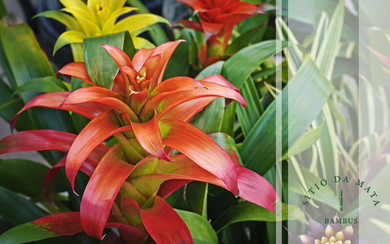 erros comuns ao escolher plantas para vasos grandes