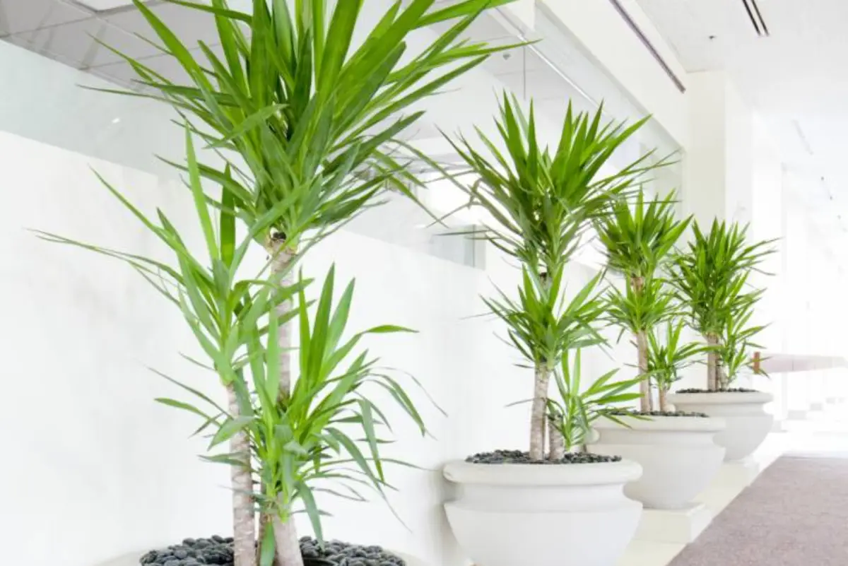 erros comuns ao escolher plantas para vasos grandes