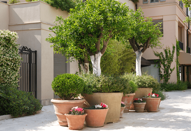 plantas para quintal com vasos grandes