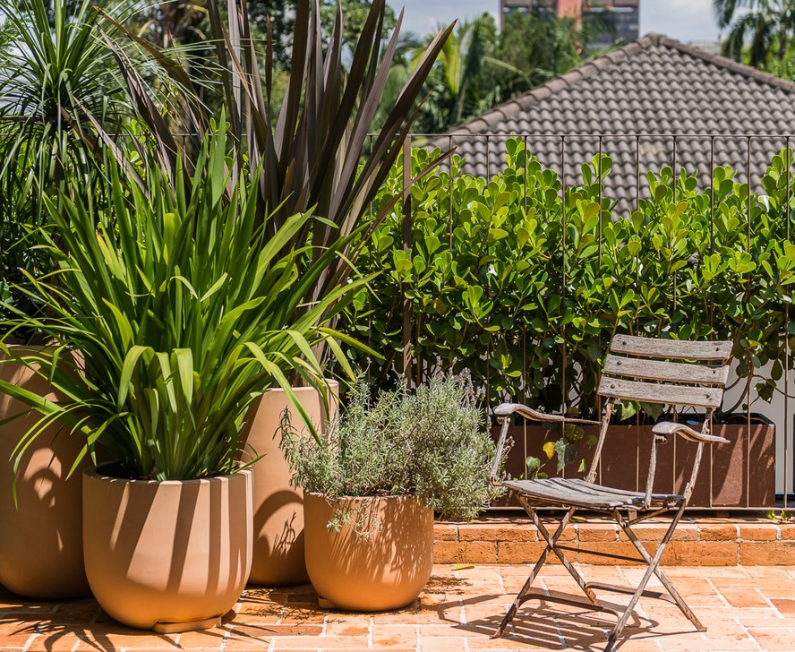 plantas ornamentais para vasos grandes