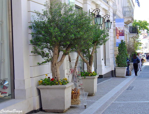 plantas resistentes ao sol para vasos grandes