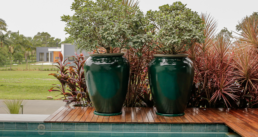 plantas de sombra para vasos externos