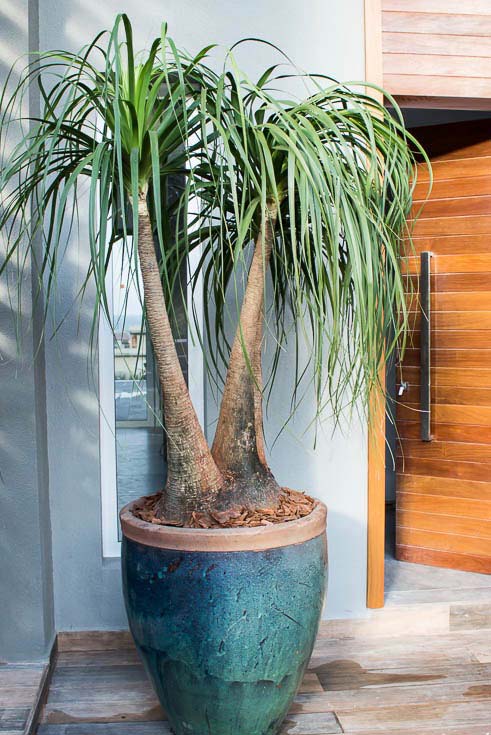 decoração com plantas em vasos grandes