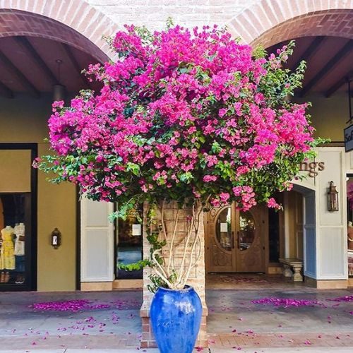 vasos para sol forte