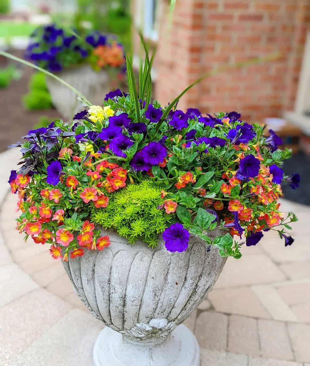 plantas para varanda ensolarada