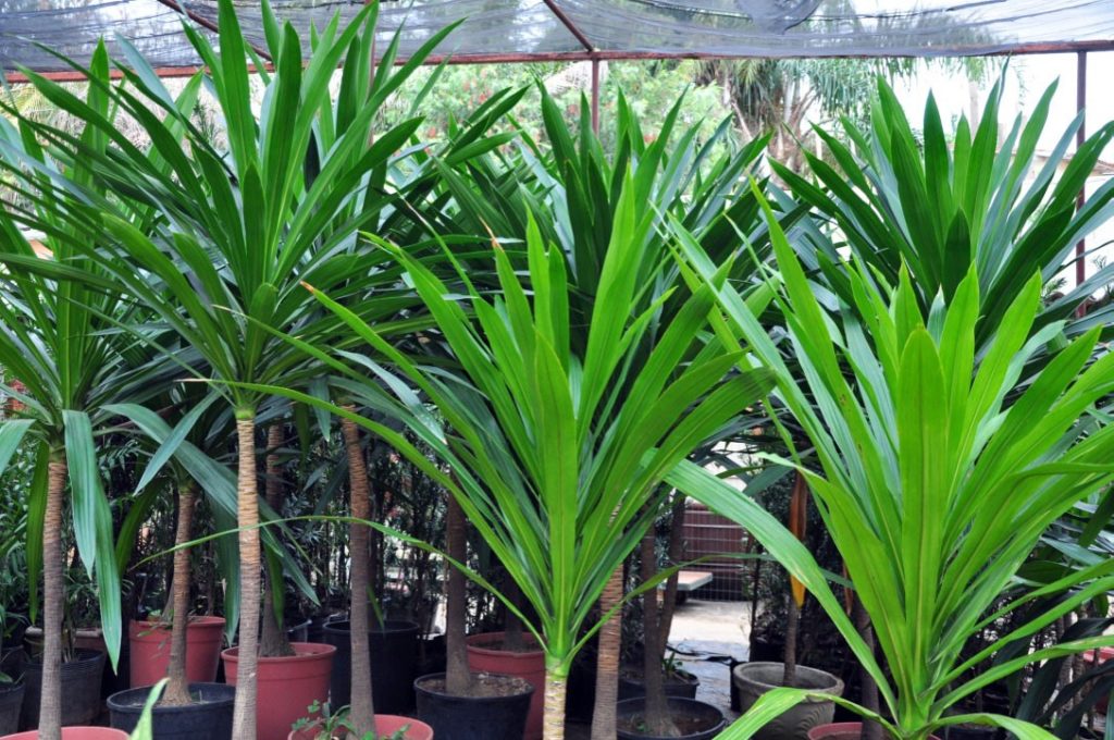 plantas resistentes ao calor para vasos