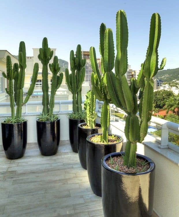 flores para vasos grandes no sol