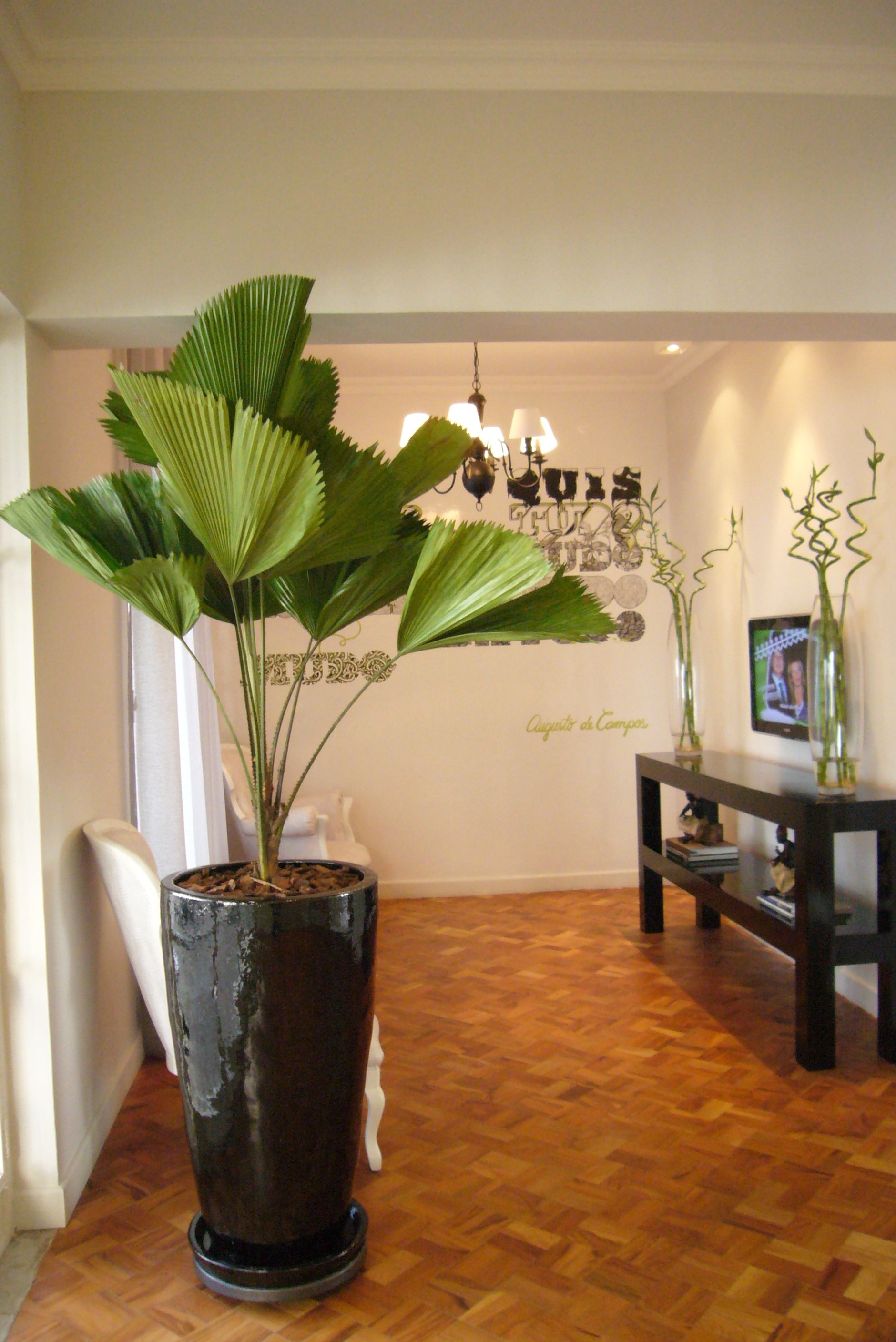 dicas de rega para plantas em vasos no sol