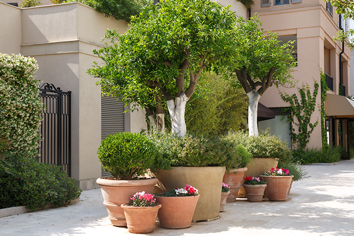 jardim de sol pleno em apartamento