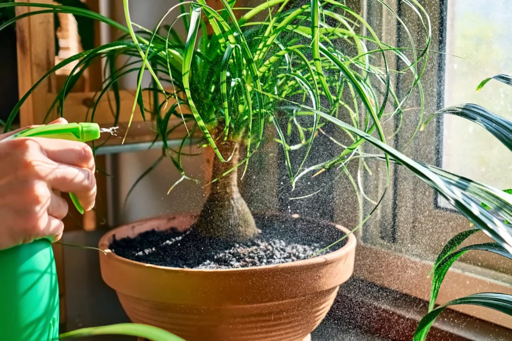 dicas de rega para plantas em vasos no sol