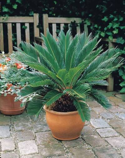 melhor substrato para plantas em vasos