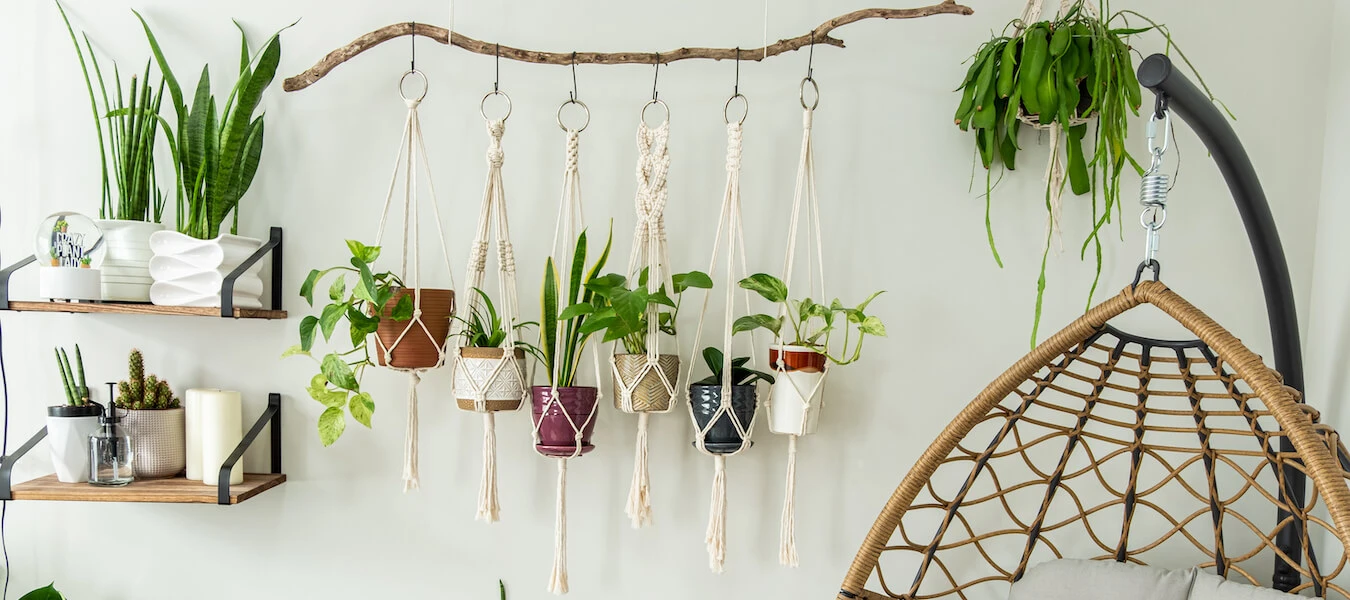 melhores plantas pendentes para apartamento com pouca luz