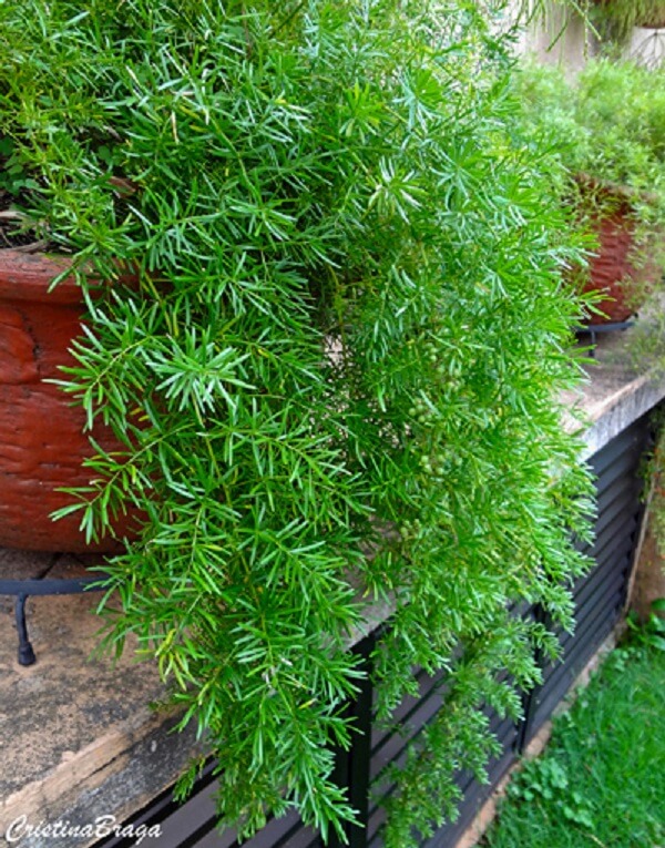 jardim vertical com plantas que gostam de sol