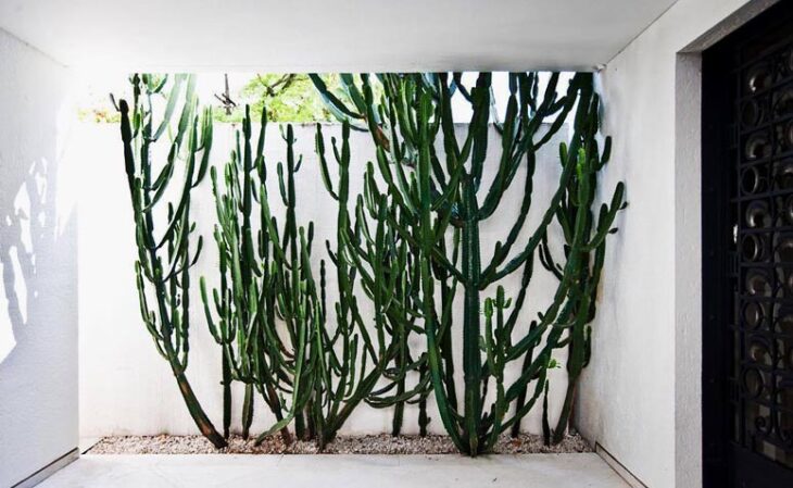 plantas cascata para jardim vertical