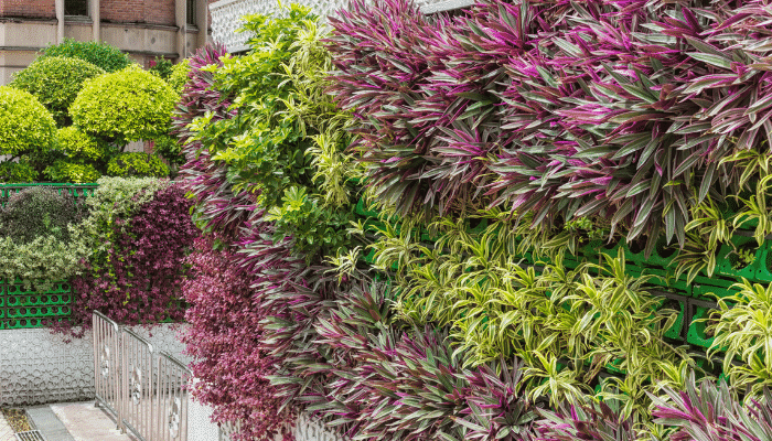 plantas pendentes resistentes ao calor