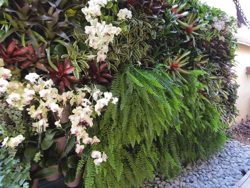 como montar jardim vertical com plantas de sol