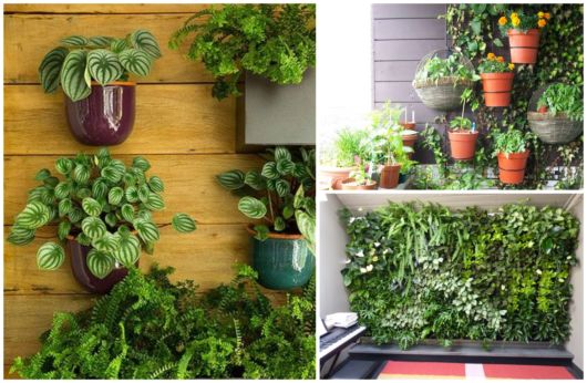 plantas pendentes coloridas para sol