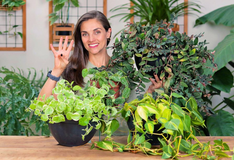 flores pendentes para muros com sol pleno