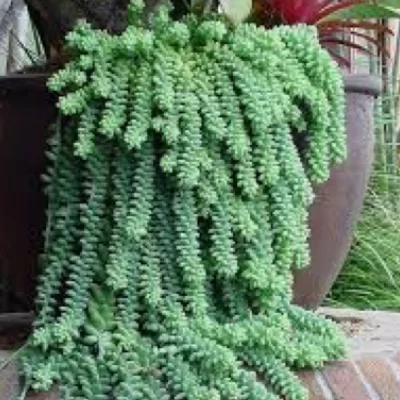 plantas cascata para jardim vertical