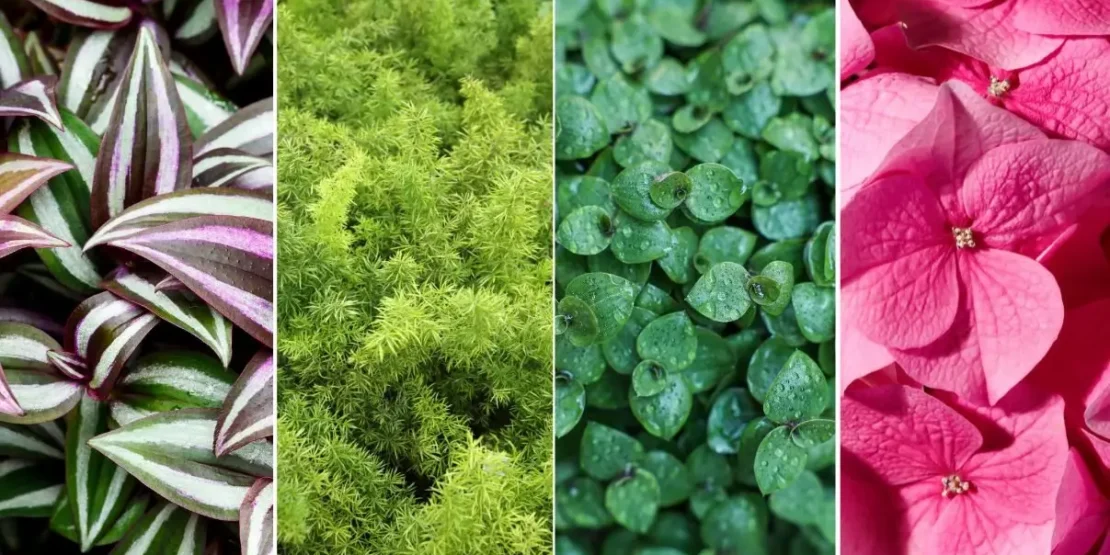 plantas pendentes coloridas para sol