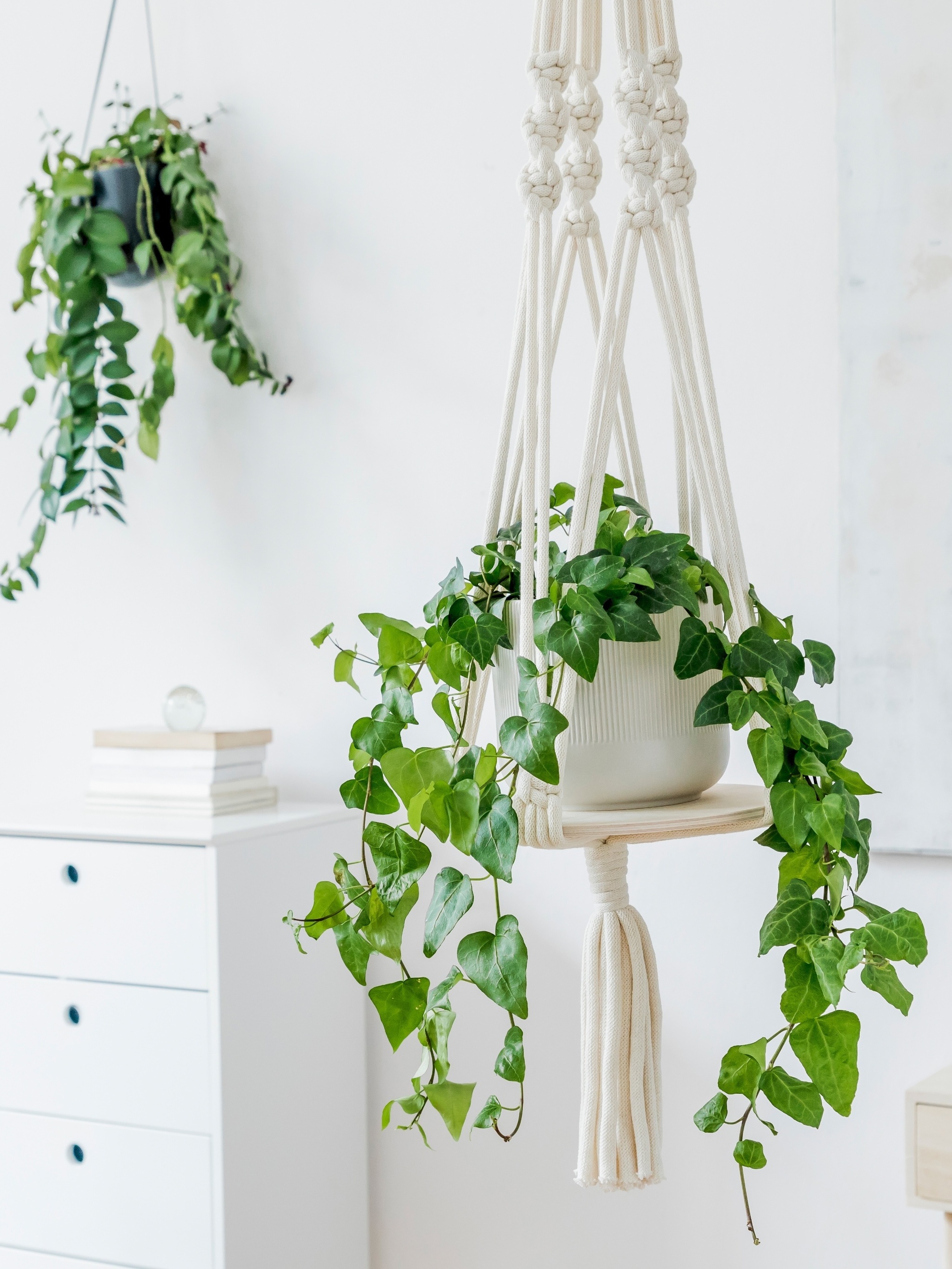 plantas pendentes de sol pleno