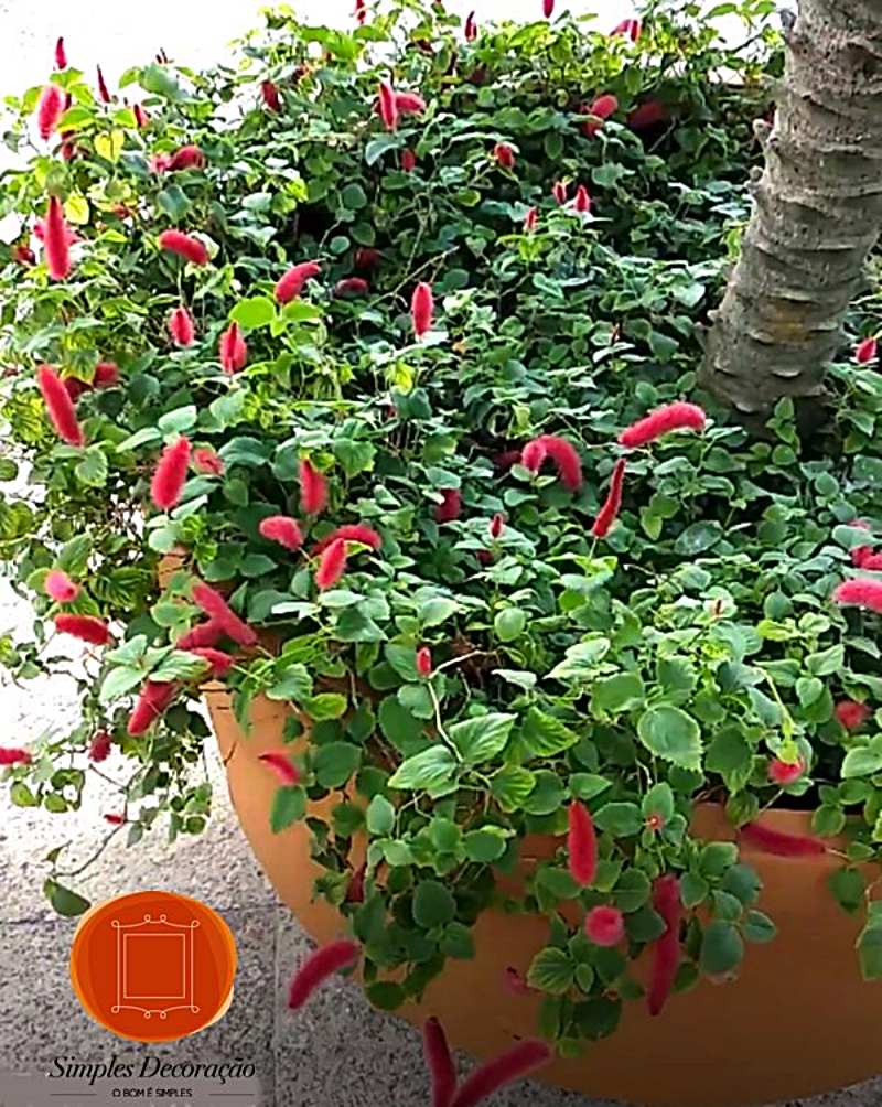 quanto custa montar um jardim vertical com plantas de sol