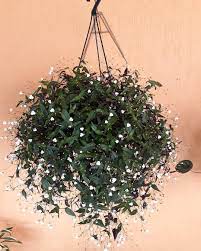 plantas que crescem em cascata na sombra