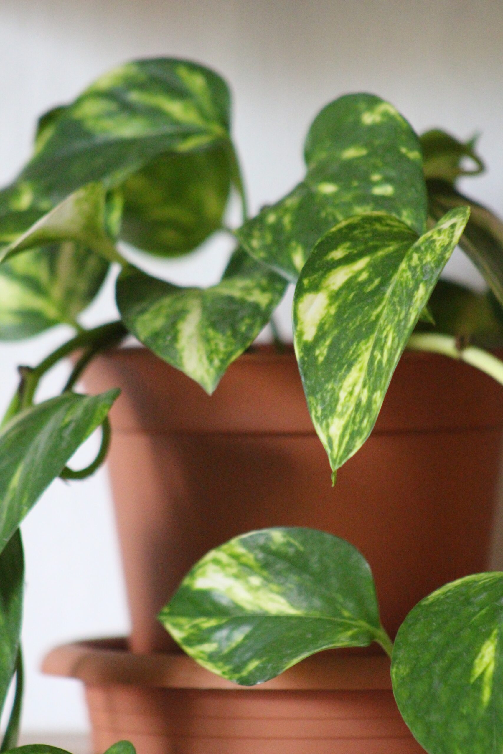 plantas pendentes que não precisam de sol direto