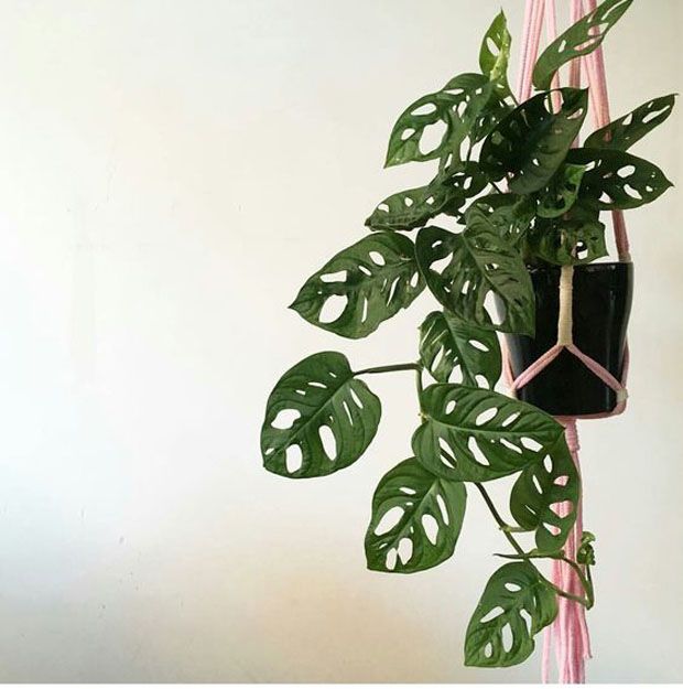 espécies de plantas pendentes para ambientes internos