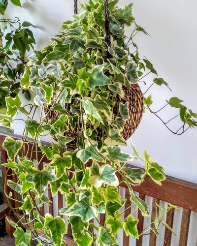plantas pendentes para interiores com pouca luz