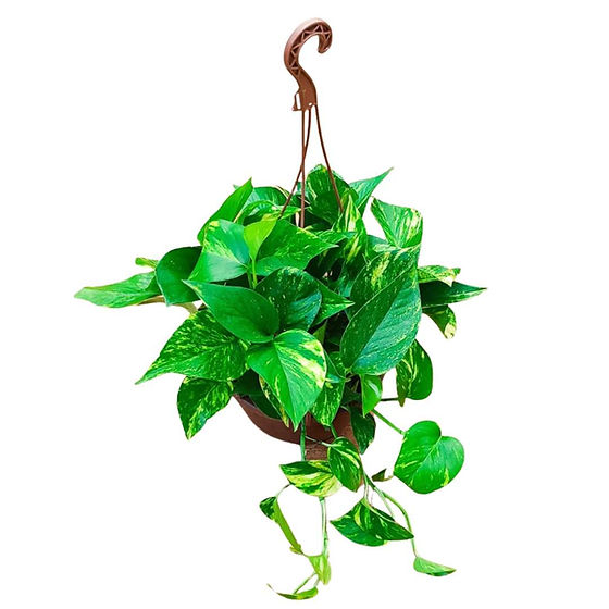 espécies de plantas pendentes para ambientes internos