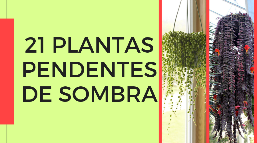plantas que crescem em cascata na sombra