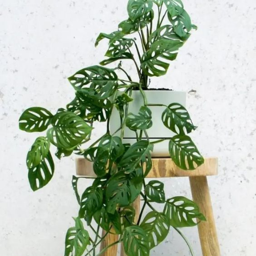 plantas purificadoras de ar para sombra
