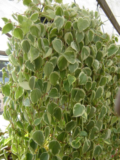 plantas pendentes com folhagem decorativa