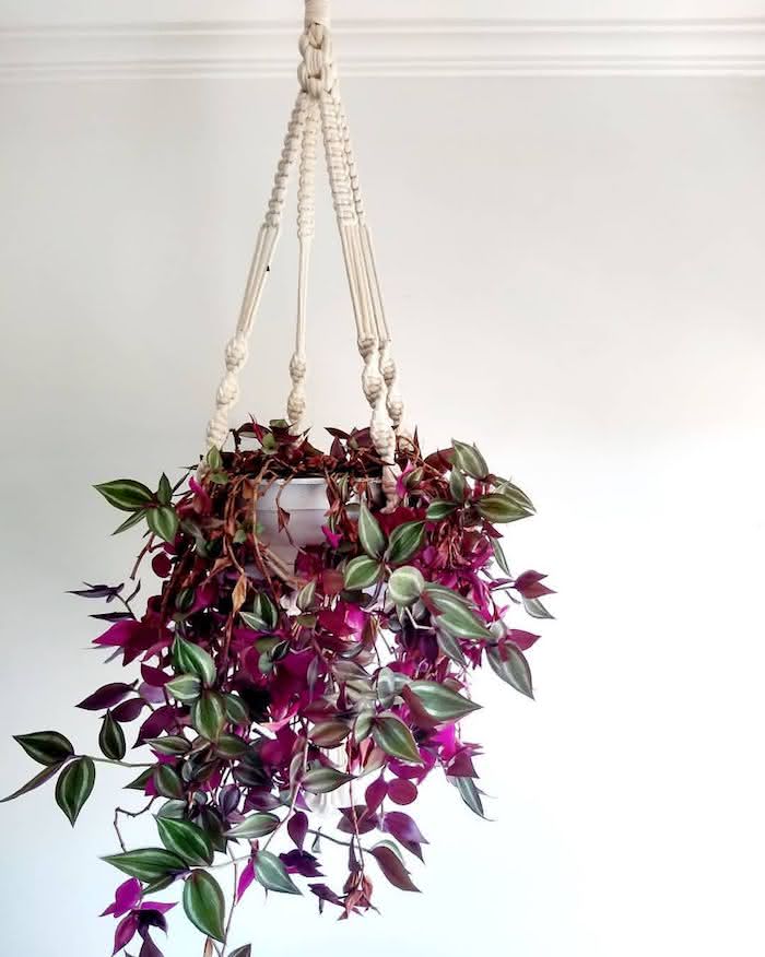plantas pendentes para varandas com pouca luz solar