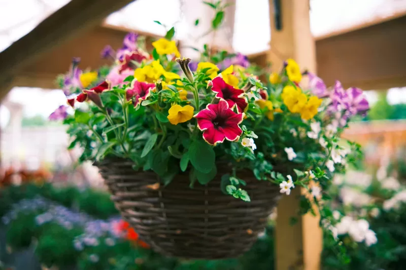 flores pendentes que gostam de sol