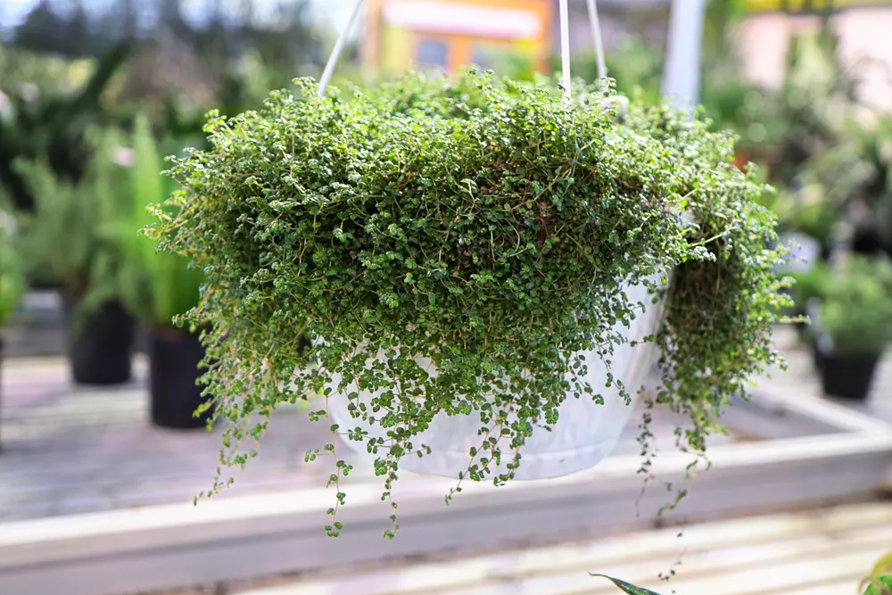 plantas pendentes coloridas para sol